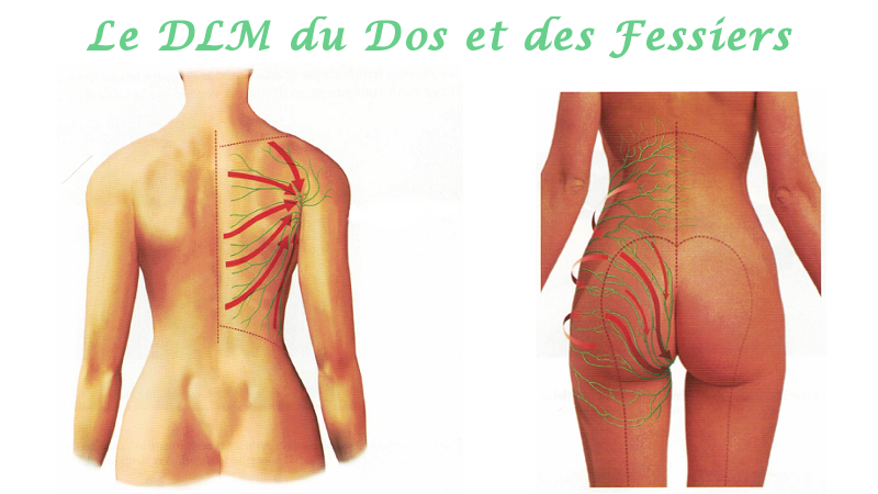 Massage et Drainage Lymphatique Manuel - Le DLM Postérieur